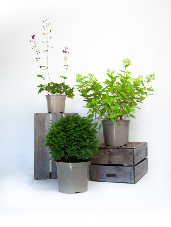 3 plants for shade incluce Taxus dome, Hydrangea Little Lime and Geranium Samobor.